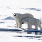 Polar Bear by Christopher Michel