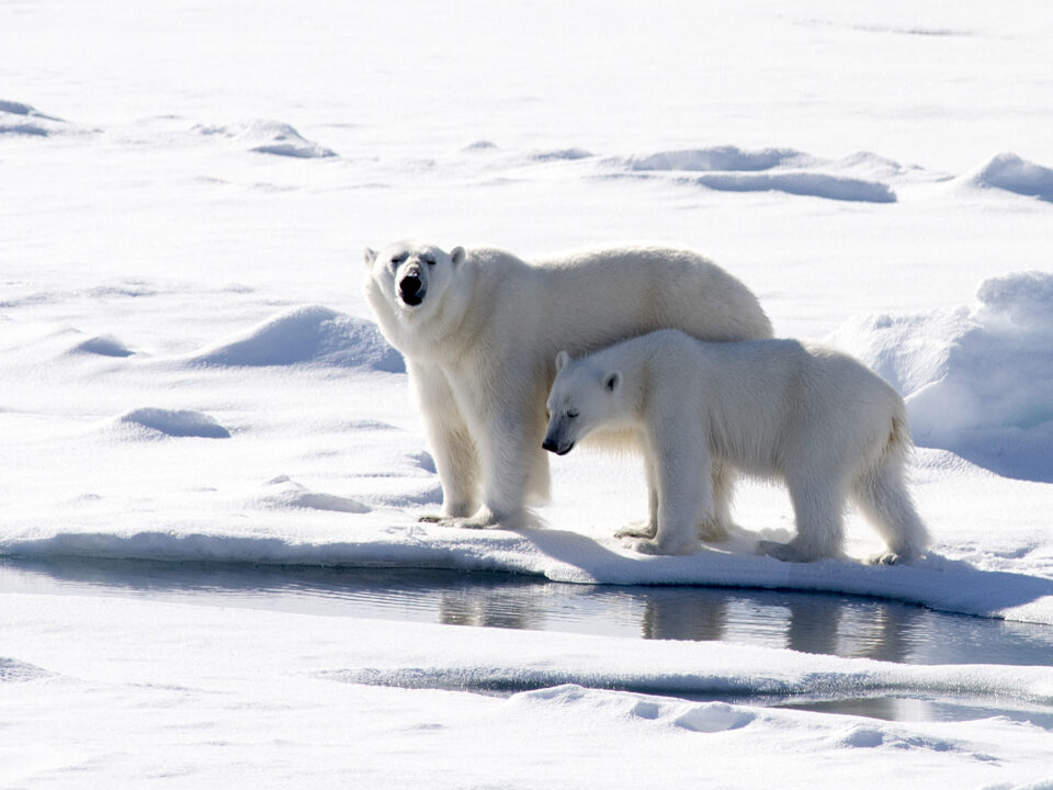 Polar Bear by Christopher Michel