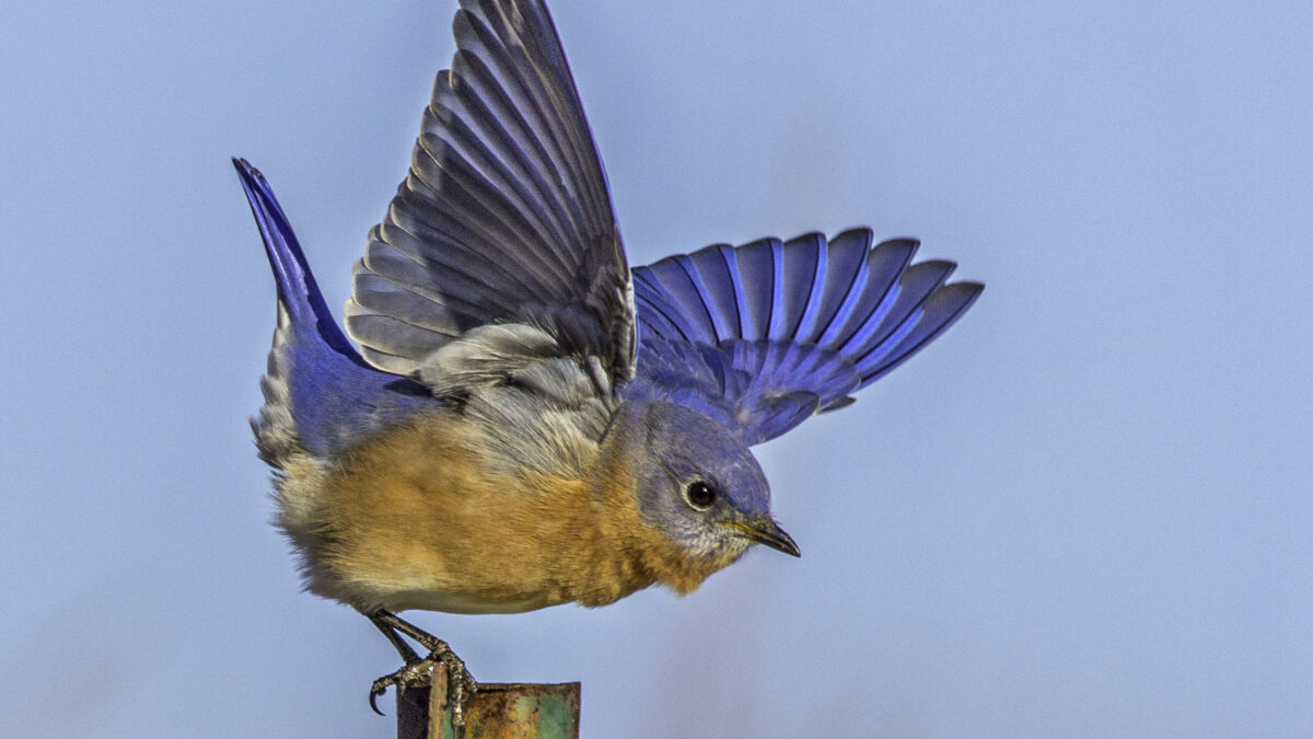 Eastern Bluebird