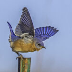 Eastern Bluebird