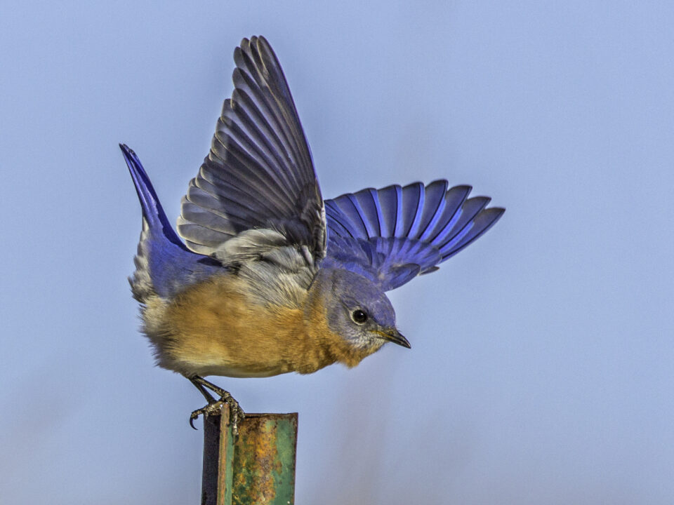 Eastern Bluebird