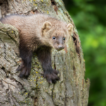 Pacific Fisher