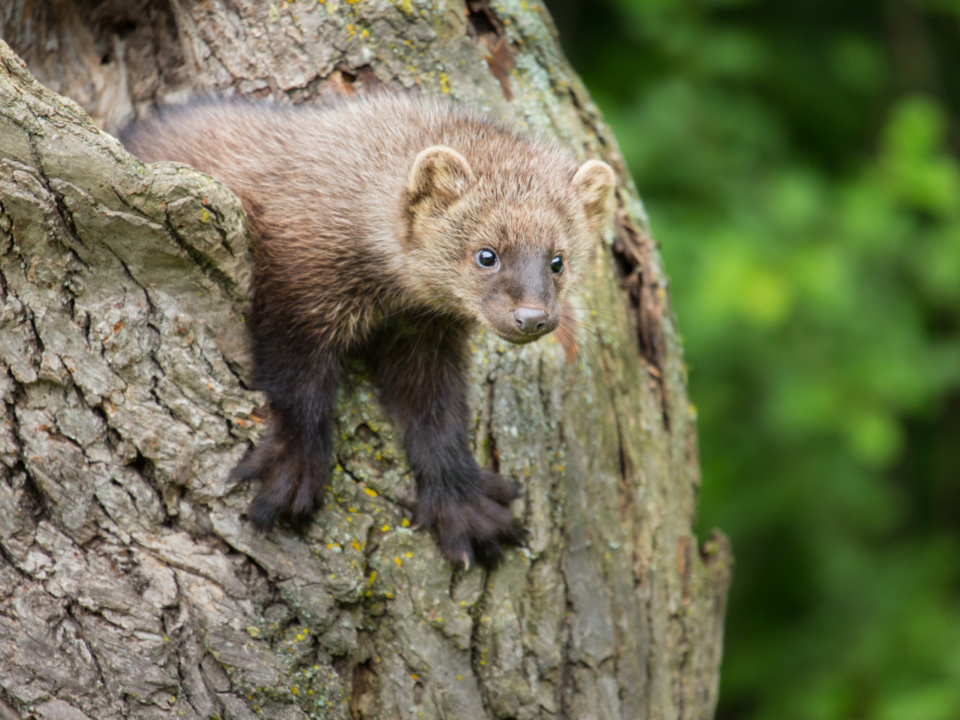 Pacific Fisher