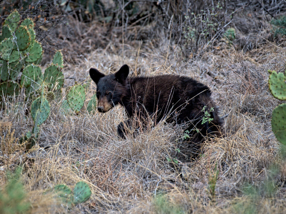 A black bear cub. Big Bend National Park, Texas