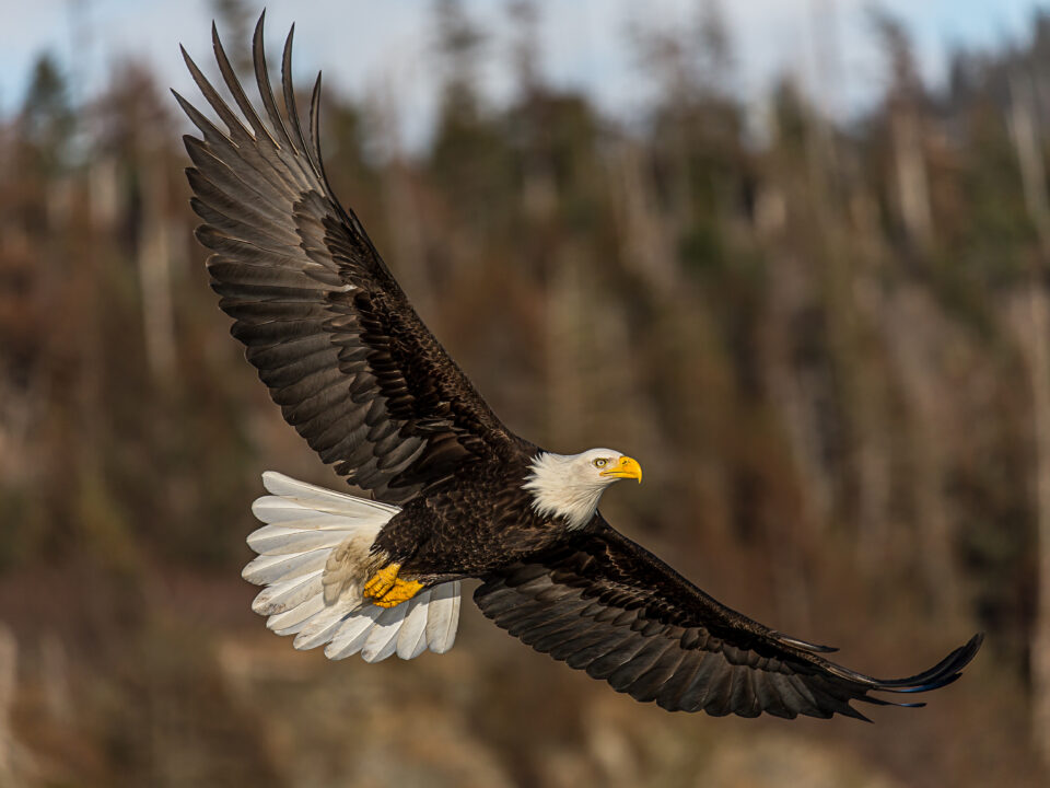 Bald Eagle